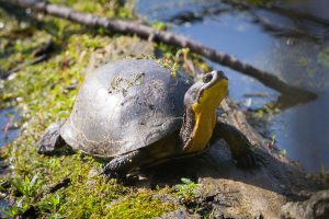 A blandings turtle basks in the sun on a log before entering the water.