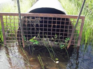 A culvert with any screening is a complete barrier to aquatic organism passage and receives a score of "no passage". 