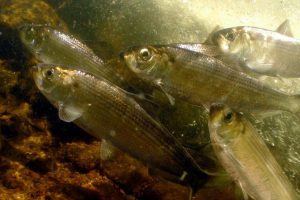 Photo of river herring swimming in a large school upstream.