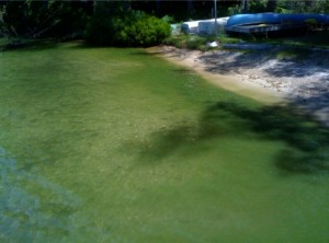 Bear Island cyanobacteria bloom